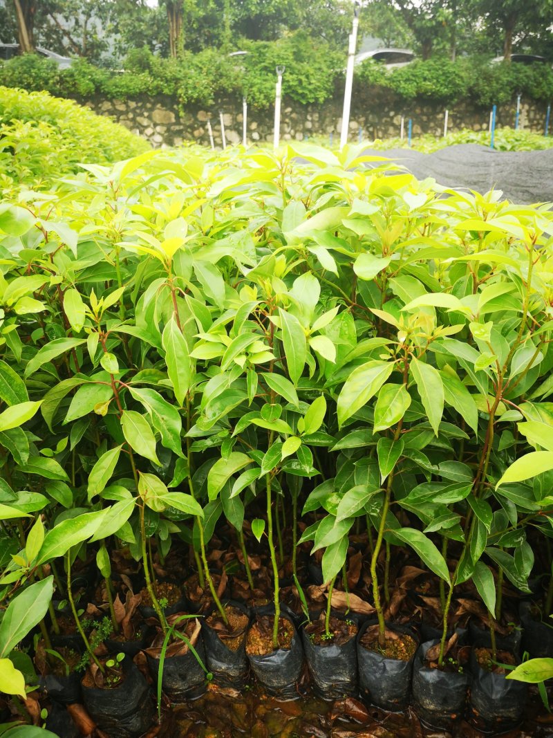 供应香樟树苗高度20-80