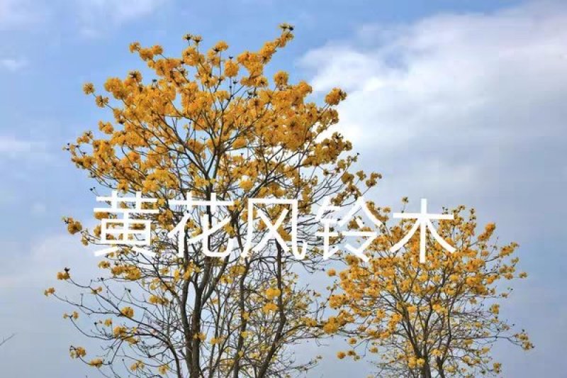 网红多花黄花风铃苗20-60起