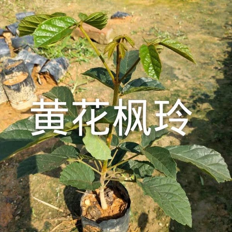 网红多花黄花风铃苗20-60起