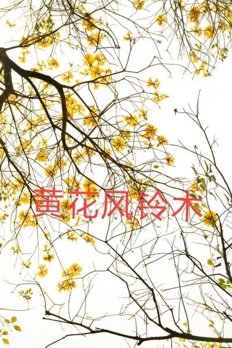 网红多花黄花风铃苗20-60起