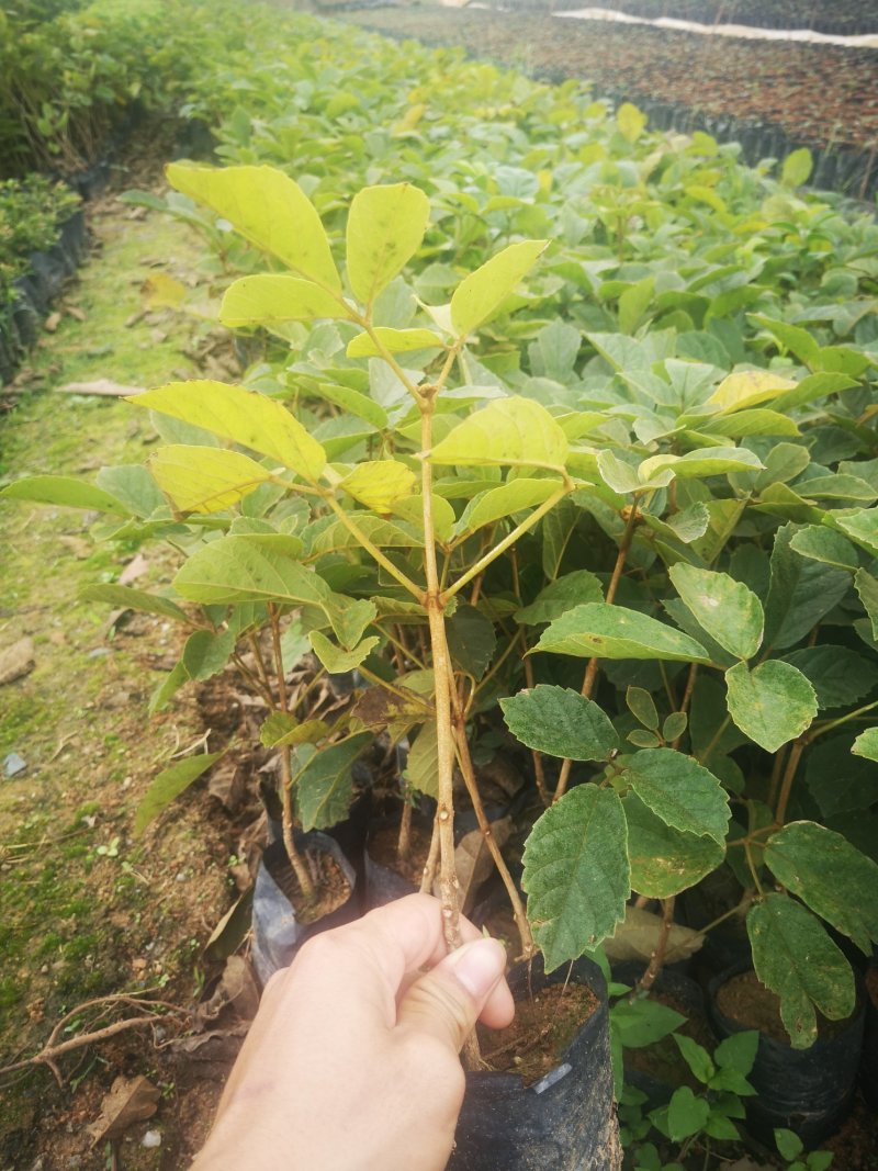 网红多花黄花风铃苗20-60起