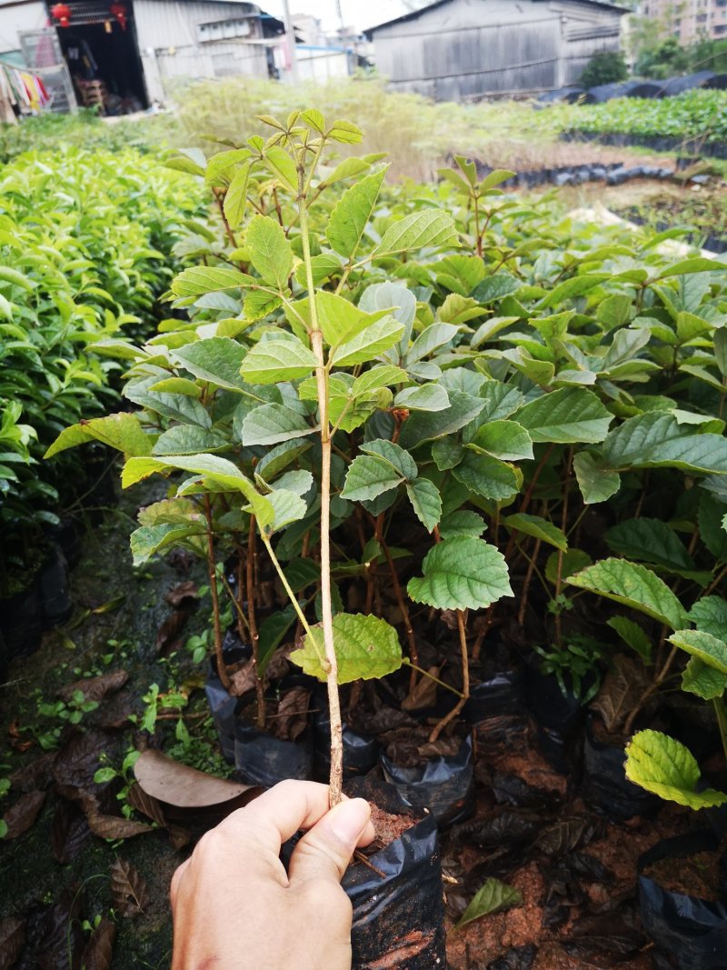 网红多花黄花风铃苗20-60起