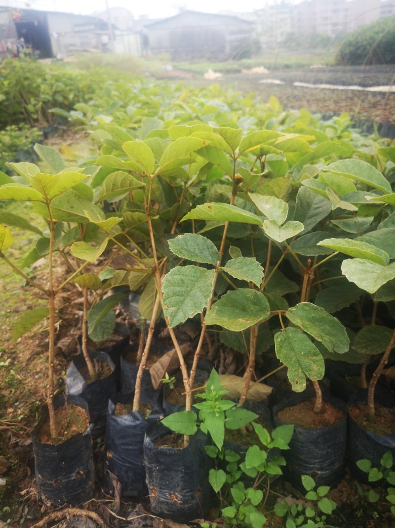 网红多花黄花风铃苗20-60起