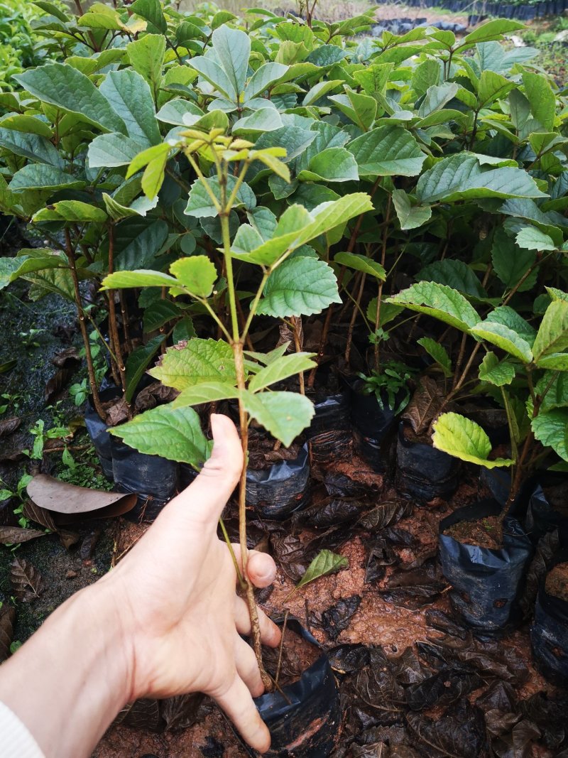 网红多花黄花风铃苗20-60起
