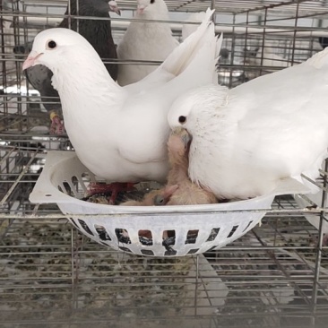 肉鸽养殖白羽王鸽种鸽包运输包成活，提供养殖技术