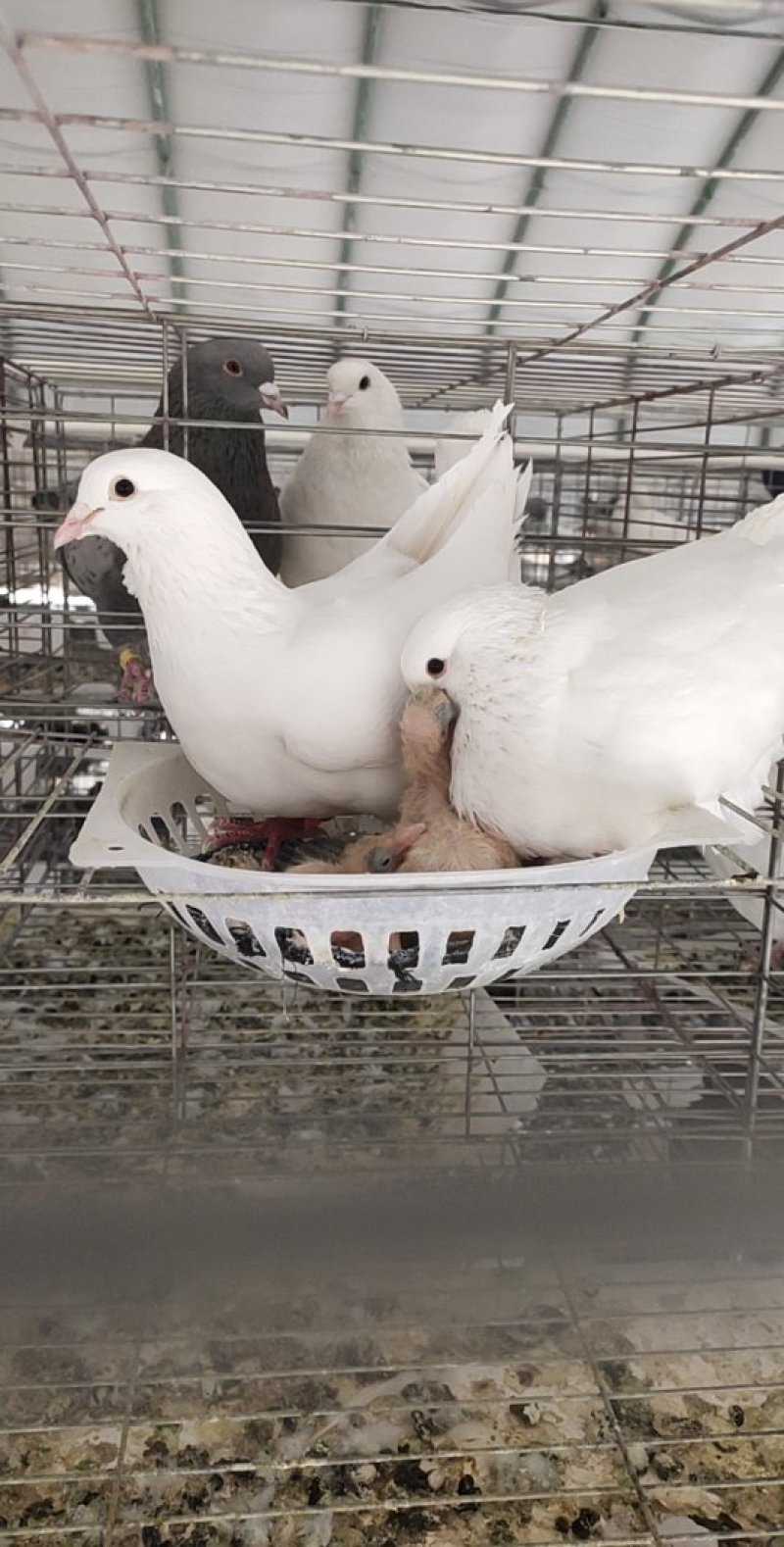肉鸽养殖白羽王鸽种鸽包运输包成活，提供养殖技术