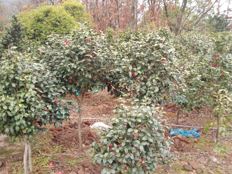 茶花茶梅白花油茶红花油茶常年供应各种规格的苗木