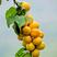 珍珠油杏树苗，六月中旬成熟现起苗保湿邮寄95%成活率