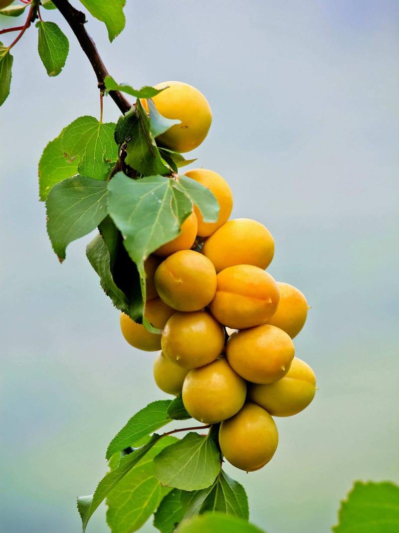 珍珠油杏树苗，六月中旬成熟现起苗保湿邮寄95%成活率