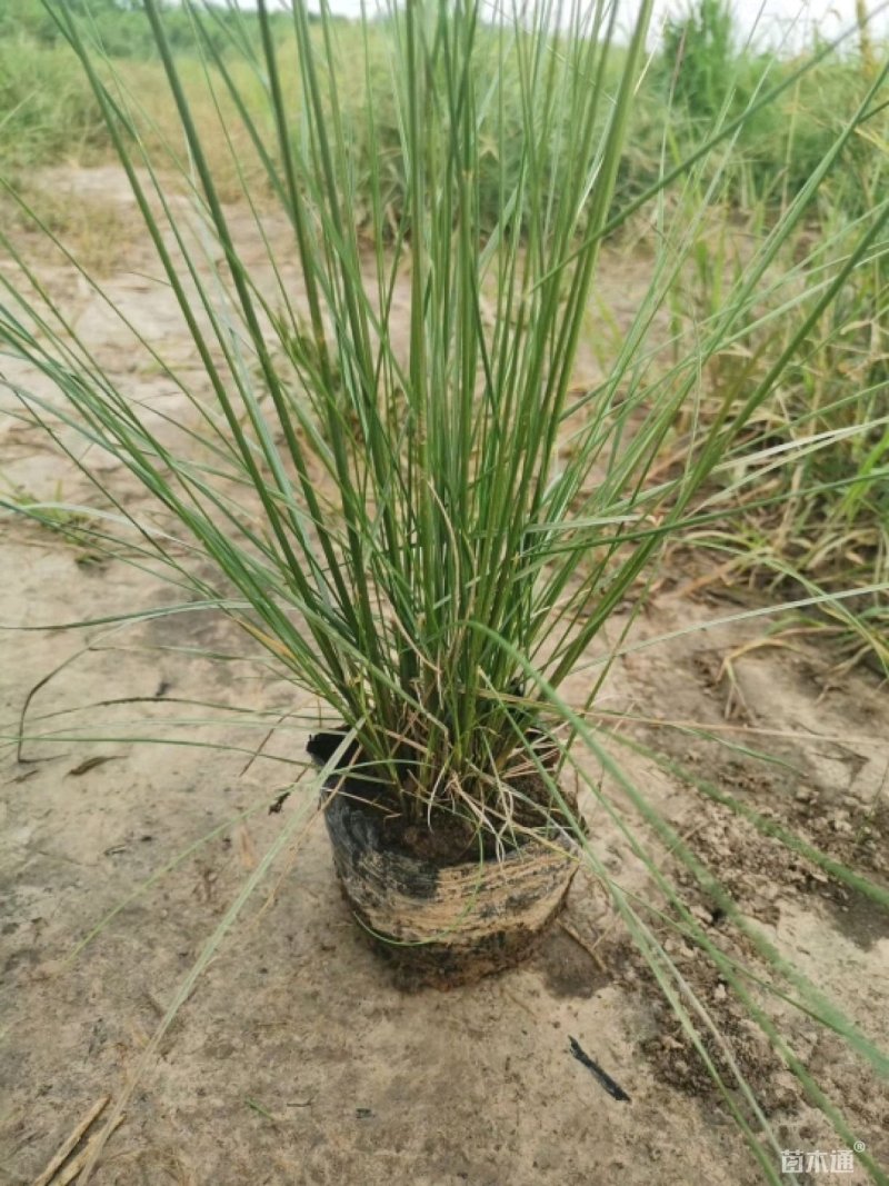 粉黛乱子草