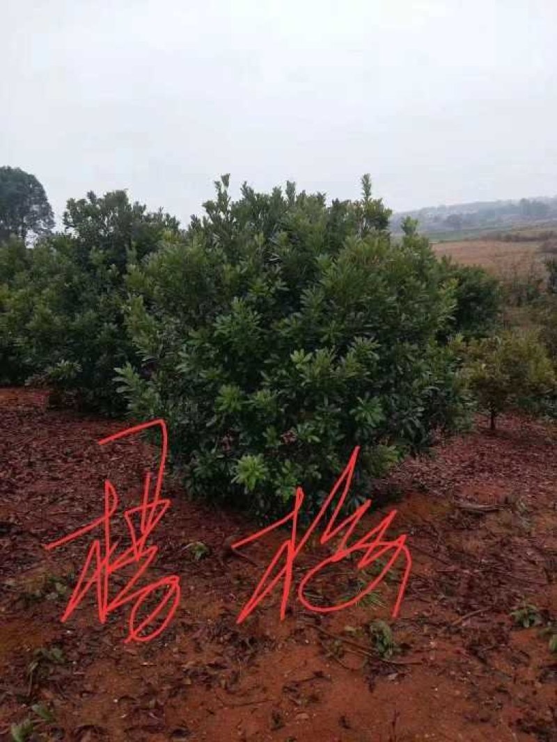 杨梅单杆丛生九江市柴桑区清风园林常年供应各种规格苗木