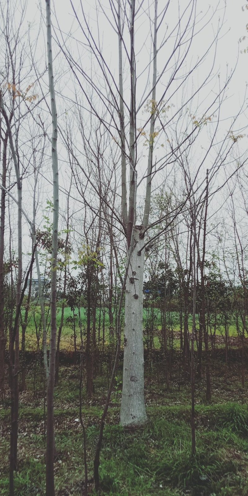 马褂木鹅掌楸秋枫重阳木清风园林常年供应各种规格的苗木