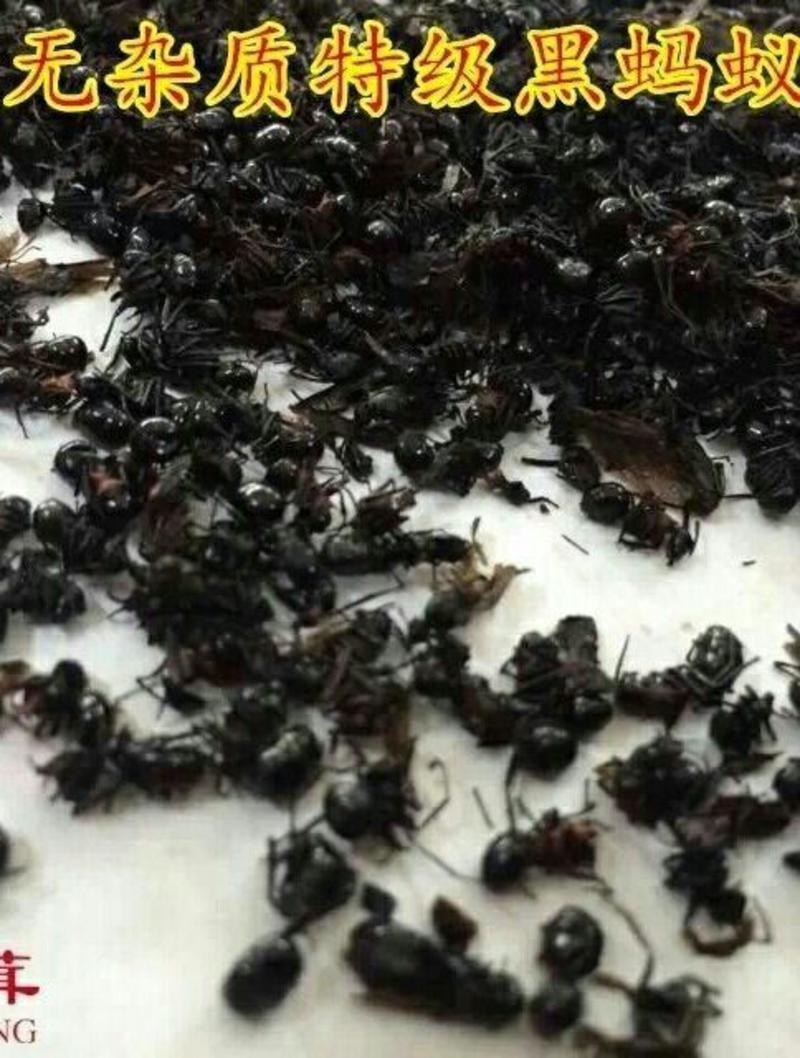 长白山黑蚂蚁纯野生黑蚂蚁（干货包邮）