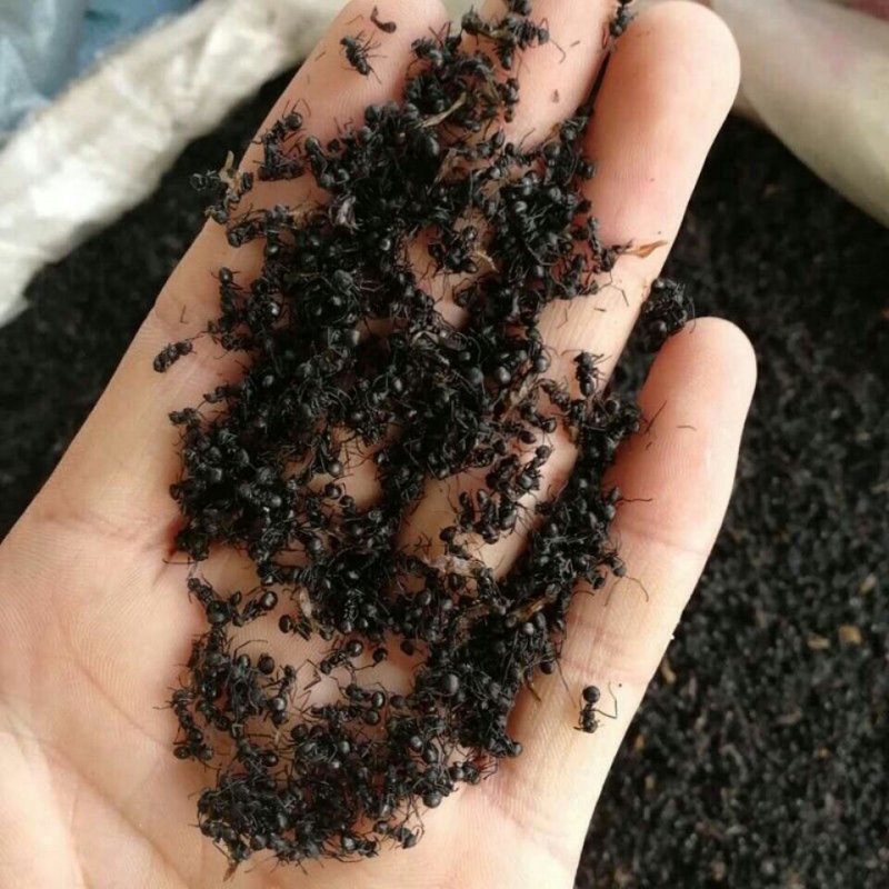 长白山黑蚂蚁纯野生黑蚂蚁（干货包邮）
