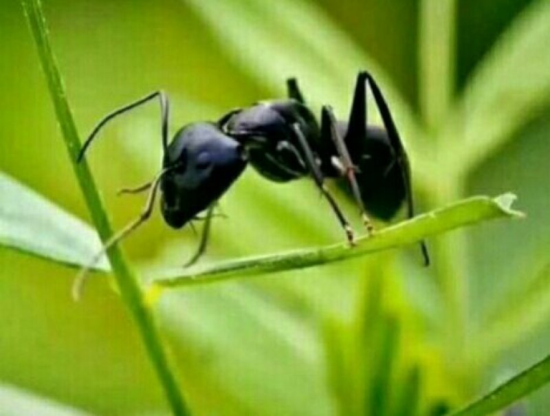 长白山黑蚂蚁纯野生黑蚂蚁（干货包邮）