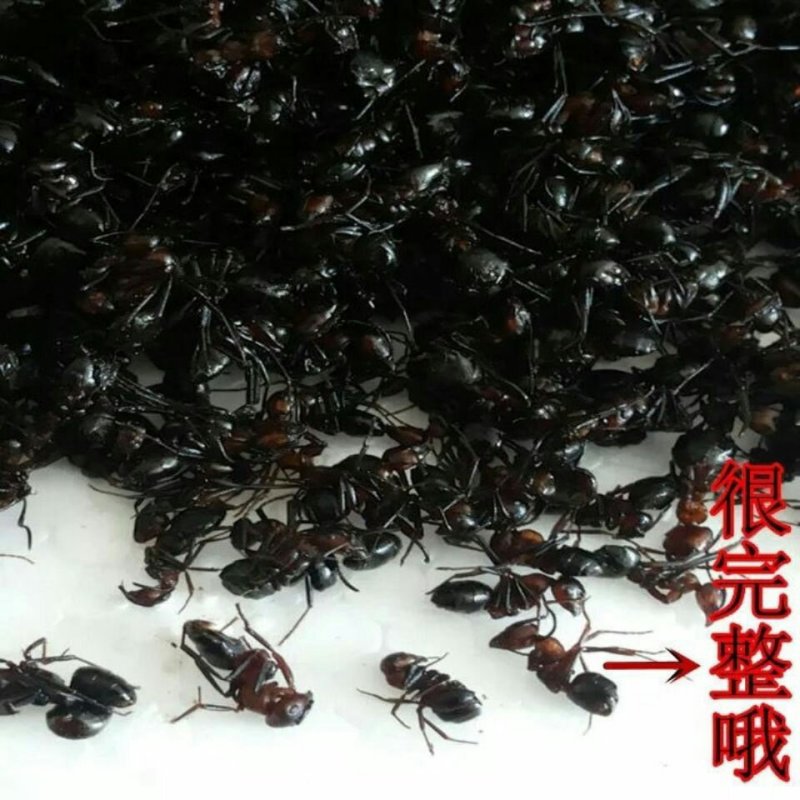 长白山黑蚂蚁纯野生黑蚂蚁（干货包邮）