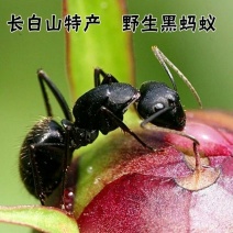 长白山黑蚂蚁纯野生黑蚂蚁（干货包邮）