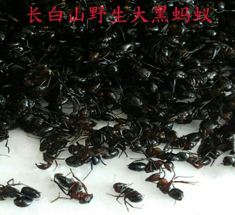 长白山黑蚂蚁纯野生黑蚂蚁（干货包邮）