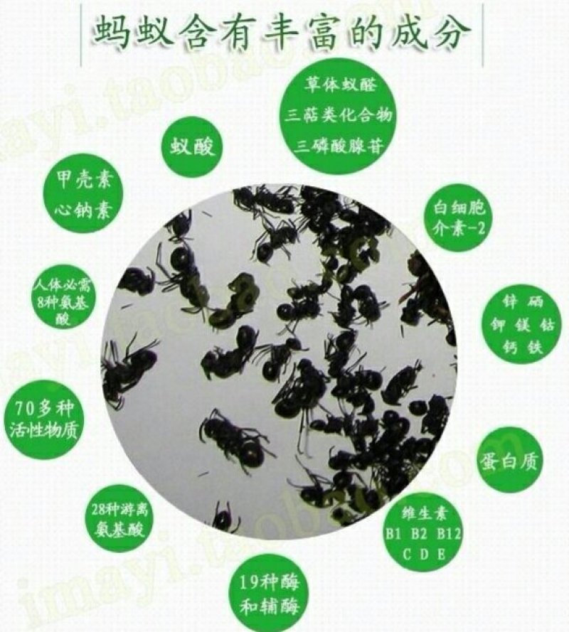 长白山黑蚂蚁纯野生黑蚂蚁（干货包邮）