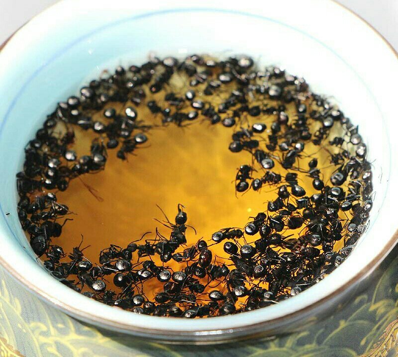 长白山黑蚂蚁纯野生黑蚂蚁（干货包邮）