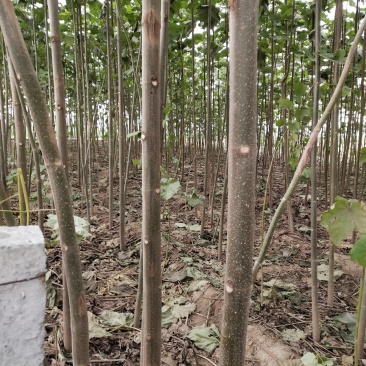 泡桐树苗