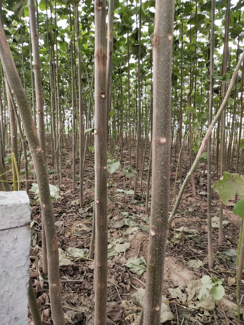 泡桐树苗
