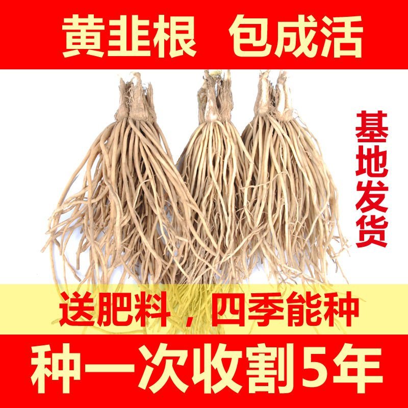 韭菜根，现挖韭菜根一次种植可吃五年颗颗包成活