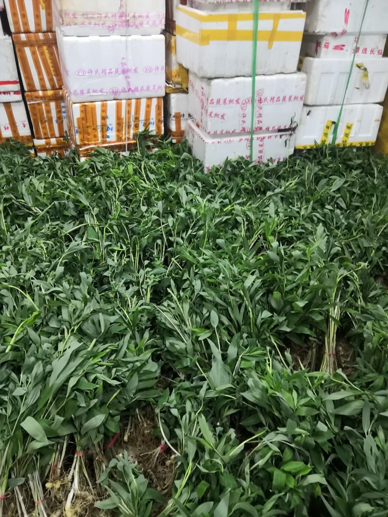 黄精姜形倒苗