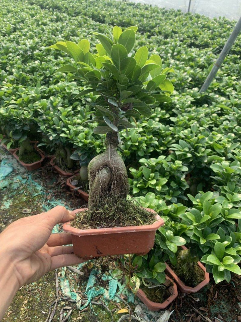 榕树（人参榕）福建种植基地批量销售各种规格齐全