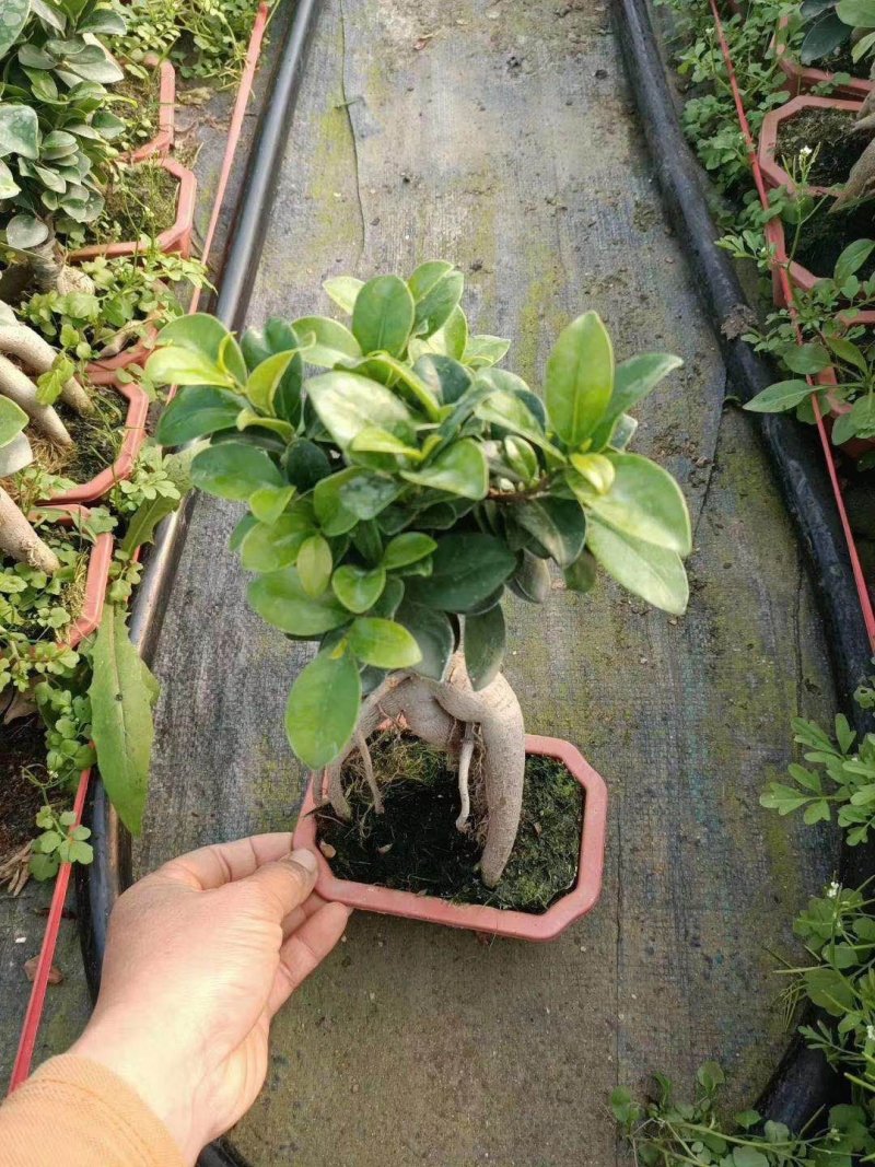榕树（人参榕）福建种植基地批量销售各种规格齐全