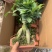 榕树（人参榕）福建种植基地批量销售各种规格齐全