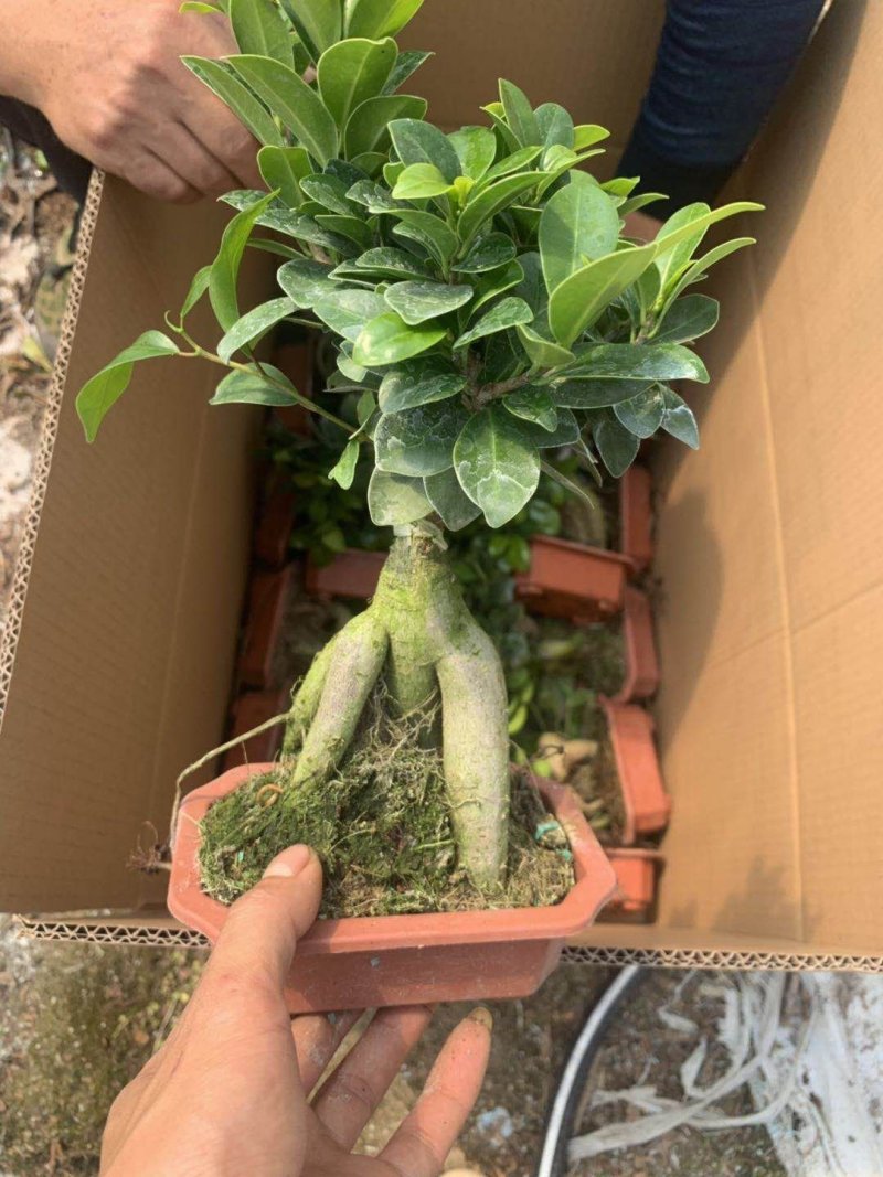 榕树（人参榕）福建种植基地批量销售各种规格齐全