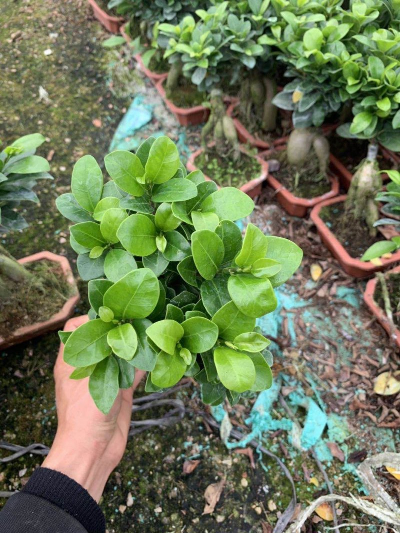 榕树（人参榕）福建种植基地批量销售各种规格齐全