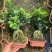 榕树（人参榕）福建种植基地批量销售各种规格齐全