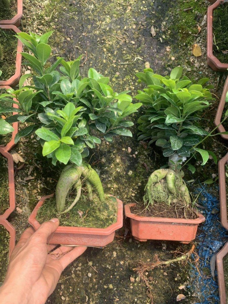 榕树（人参榕）福建种植基地批量销售各种规格齐全