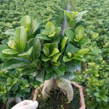 榕树（人参榕）福建种植基地批量销售各种规格齐全