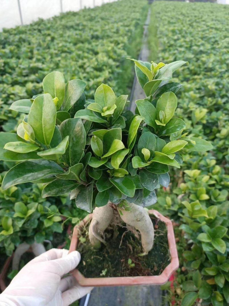 榕树（人参榕）福建种植基地批量销售各种规格齐全