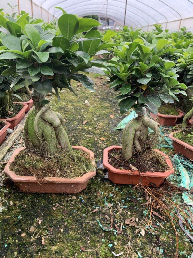 榕树（人参榕）福建种植基地批量销售各种规格齐全