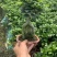 榕树（人参榕）福建种植基地批量销售各种规格齐全