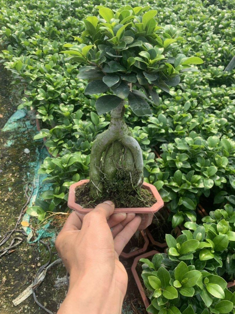 榕树（人参榕）福建种植基地批量销售各种规格齐全