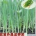韭菜根，现挖韭菜根一次种植可吃五年颗颗包成活