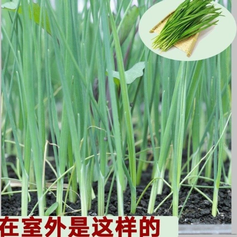 韭菜根，现挖韭菜根一次种植可吃五年颗颗包成活