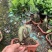 榕树（人参榕）福建种植基地批量销售各种规格齐全