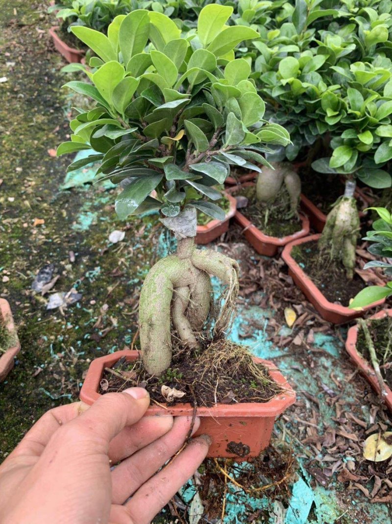 榕树（人参榕）福建种植基地批量销售各种规格齐全