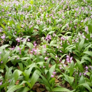 白芨苗