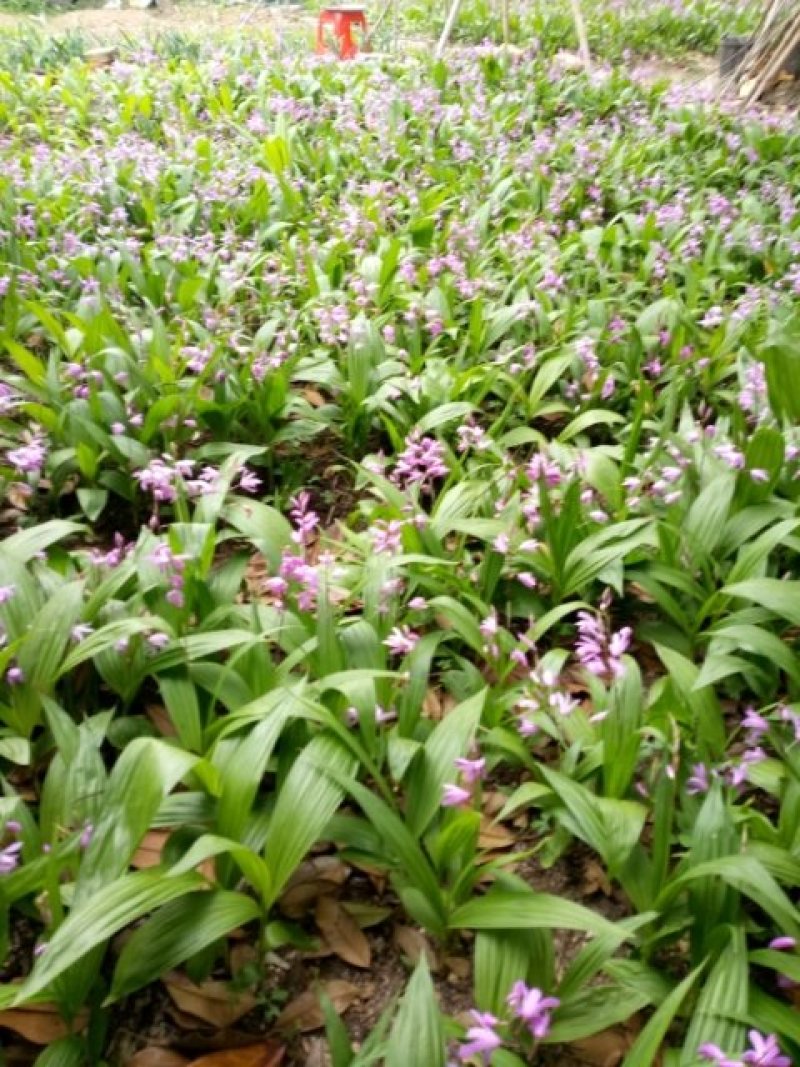 白芨苗