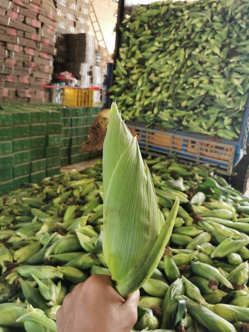 水果玉米，糖度高，口感好商品性好，产地直销）