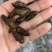 天然山坑螺长期有货大小都有有货清水螺鬼螺
