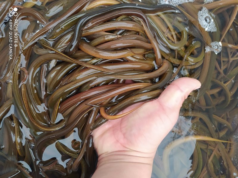 万合水产养殖有限公司出售优良品种规格齐全黄鳝苗