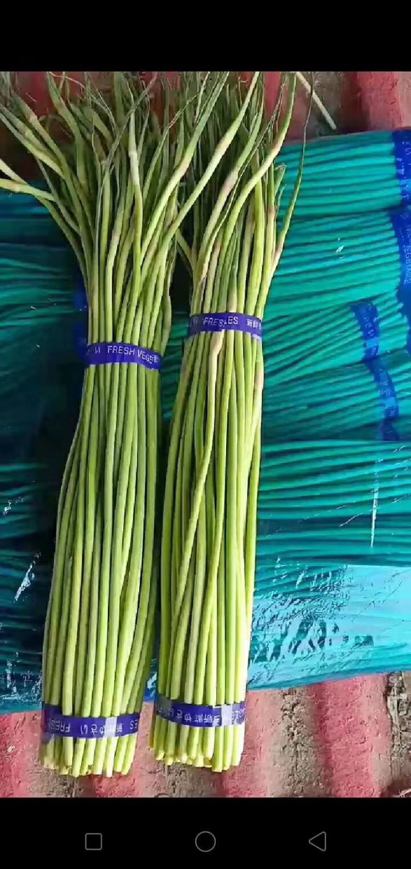 大量供应，蒜薹，可以走市厂，入冷库，